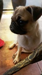 Boy - Pug Dog