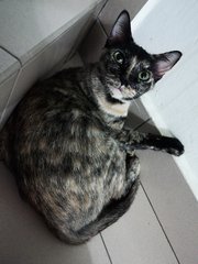 Jeje - Domestic Short Hair Cat