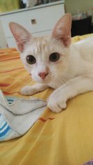Tippy - Domestic Short Hair Cat