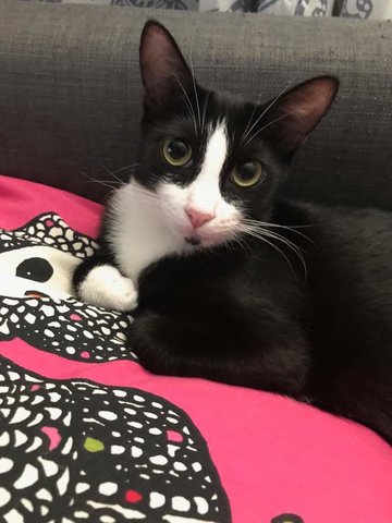 Zoro And Oreo - Domestic Short Hair + Tuxedo Cat