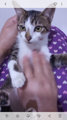 Jino - Domestic Short Hair Cat