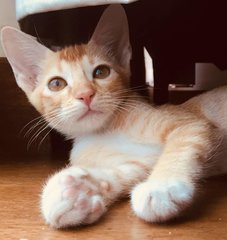 Amber - Domestic Short Hair + Domestic Medium Hair Cat