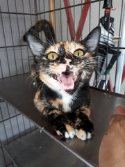 Chocolate. Very Good Girl. - Calico + Tortoiseshell Cat