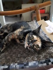 Chocolate. Very Good Girl. - Calico + Tortoiseshell Cat