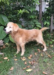 Puppy - Golden Retriever Dog