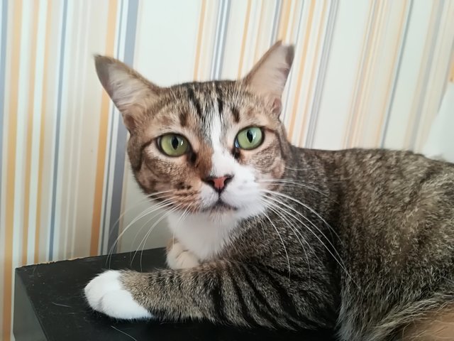 Didga - Domestic Short Hair Cat
