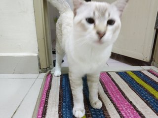 Max  - Ragdoll Cat