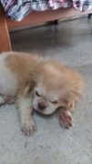 4 Shih Tzu Mixed Puppies - Shih Tzu + Terrier Dog