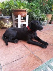 Blackie - Labrador Retriever Mix Dog