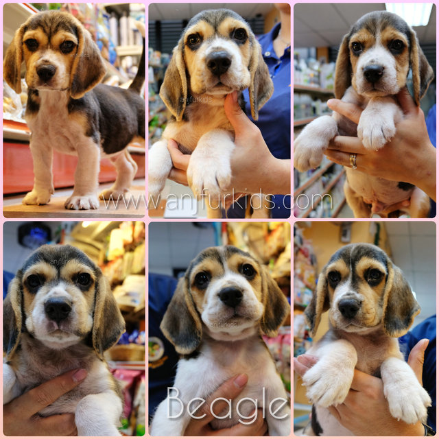 Quality Male Beagle Puppy1 - Beagle Dog