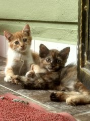 Fluffy Kittens! - Domestic Medium Hair Cat