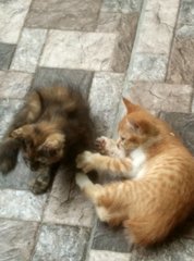 Fluffy Kittens! - Domestic Medium Hair Cat