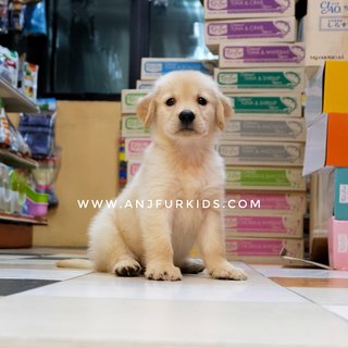 Quality Big Bone Golden Retriev1er Pups - Golden Retriever Dog