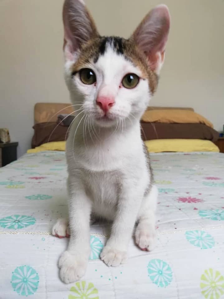 Domestic Short Hair Kitten For Adoption - 2 Years 6 Months ...