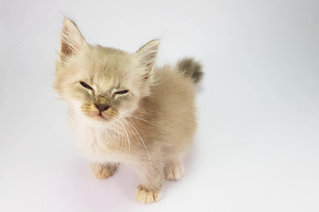 Silver - Domestic Long Hair Cat