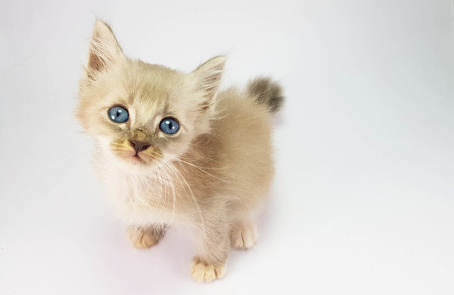 Silver - Domestic Long Hair Cat