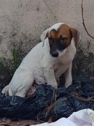 Abandoned Puppies - Mixed Breed Dog