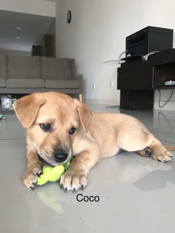 Coco &amp; Runa - German Shepherd Dog + Rat Terrier Dog