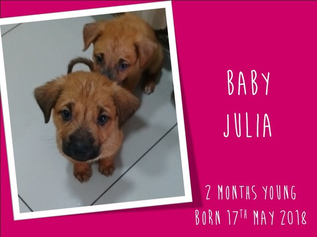 Baby Julia - Mixed Breed Dog