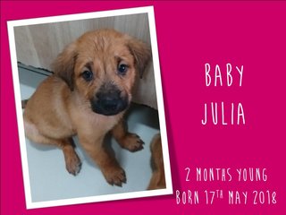 Baby Julia - Mixed Breed Dog