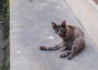 Lemang - Domestic Short Hair Cat