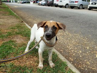 Shawn - Mixed Breed Dog