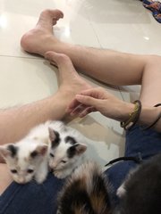 Kiki And Lala - Domestic Short Hair Cat