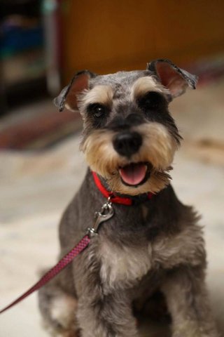 Mochaa - Schnauzer Dog