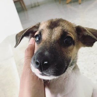 Baby Biscuit - Mixed Breed Dog