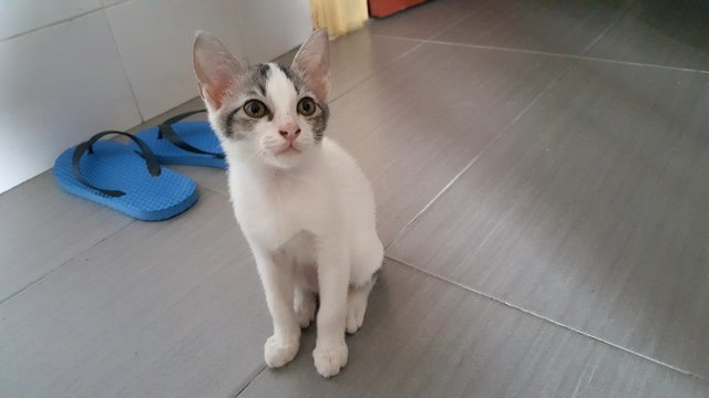 Aj, Stripy, Oreo - Domestic Short Hair Cat