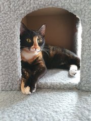 Frieda (Now Cici) - Domestic Short Hair Cat