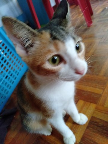 Deeni - Calico + Domestic Short Hair Cat