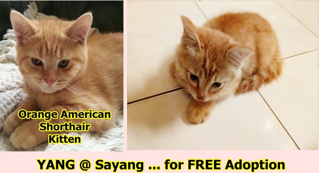 Yang @ Sayang - American Shorthair Cat