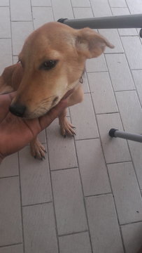 Jhony - Mixed Breed Dog