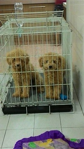 Goldie And Honey - Poodle Dog