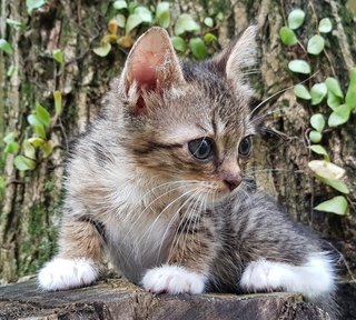 Tummy Girl  - Domestic Short Hair Cat