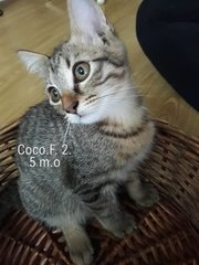 Olie, Olive, Momo, Omel, Coco,demok,oreo - Domestic Short Hair Cat