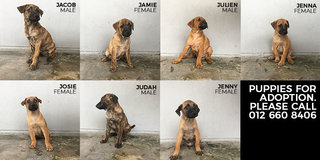 Jenna - Mixed Breed Dog
