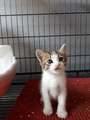 2 Boys &amp; A Girl - Domestic Short Hair Cat