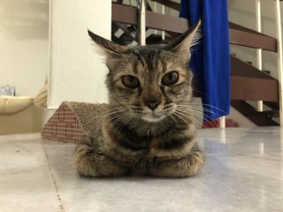 Hei Hei - Domestic Short Hair Cat