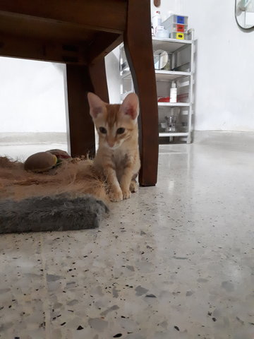 Ginger - Domestic Short Hair Cat
