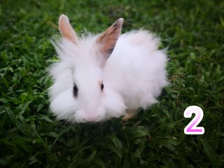 Puffball - Angora Rabbit + Lionhead Rabbit