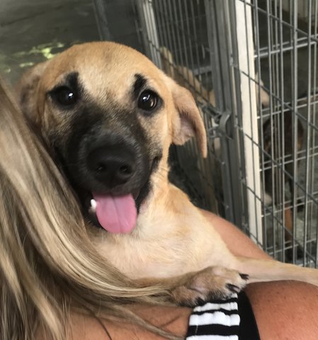 Cindi,  Coory And Codi * Adopted** - Labrador Retriever Mix Dog