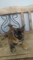Rock - Domestic Short Hair + Domestic Medium Hair Cat