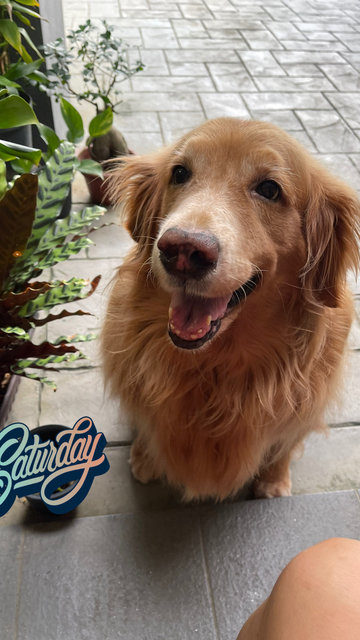 Bobo - Golden Retriever Dog