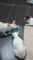 Three Siblings  - Domestic Medium Hair Cat