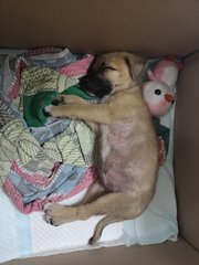 Pup For Adoption  - Mixed Breed Dog