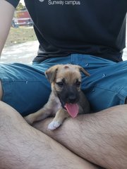 Pup For Adoption  - Mixed Breed Dog