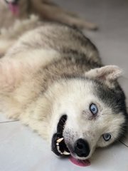 Sha Sha - Siberian Husky Dog