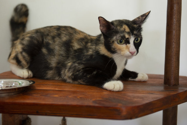 Mandu - Domestic Short Hair Cat